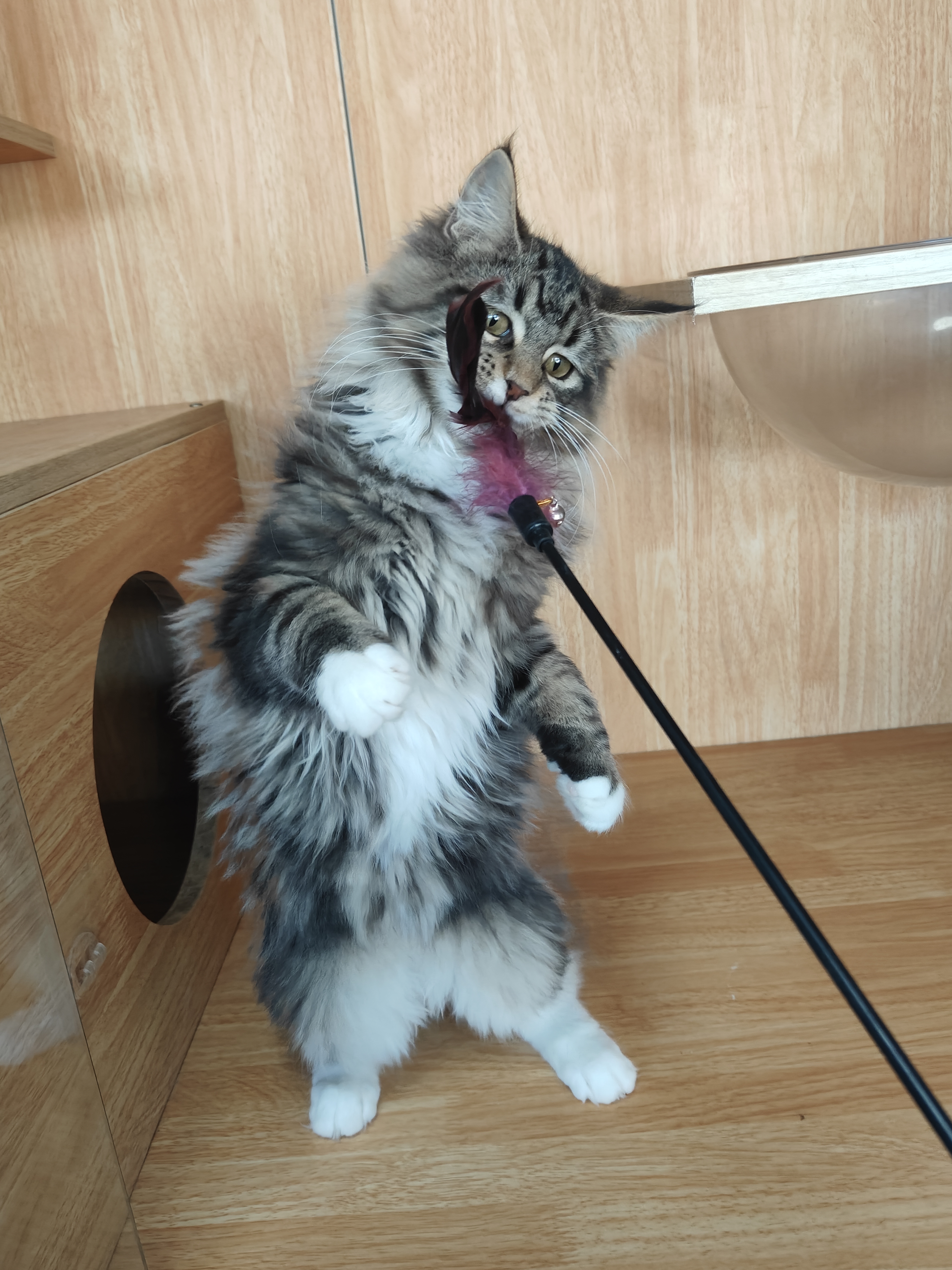 猫舍不干了年前特价甩缅因猫母猫妹妹大型猫长毛猫疫苗齐全驱虫已做无病无藓健